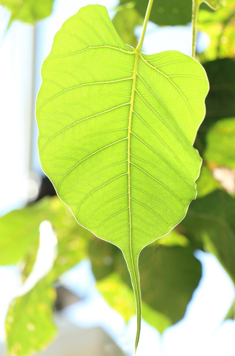 single bodhi tree leaf